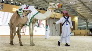 مزاد الهجن بمعرض الصقور والصيد يتجاوز 300 ألف ريال في ثاني أيامه